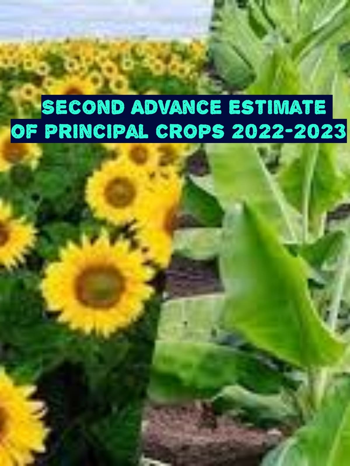 Second Advance estimate of area and production of crops 2022-23