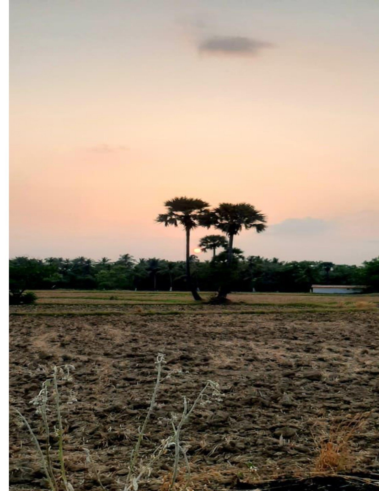 Evaluation Study on Soil Conservation 2023-24- Palakkad District